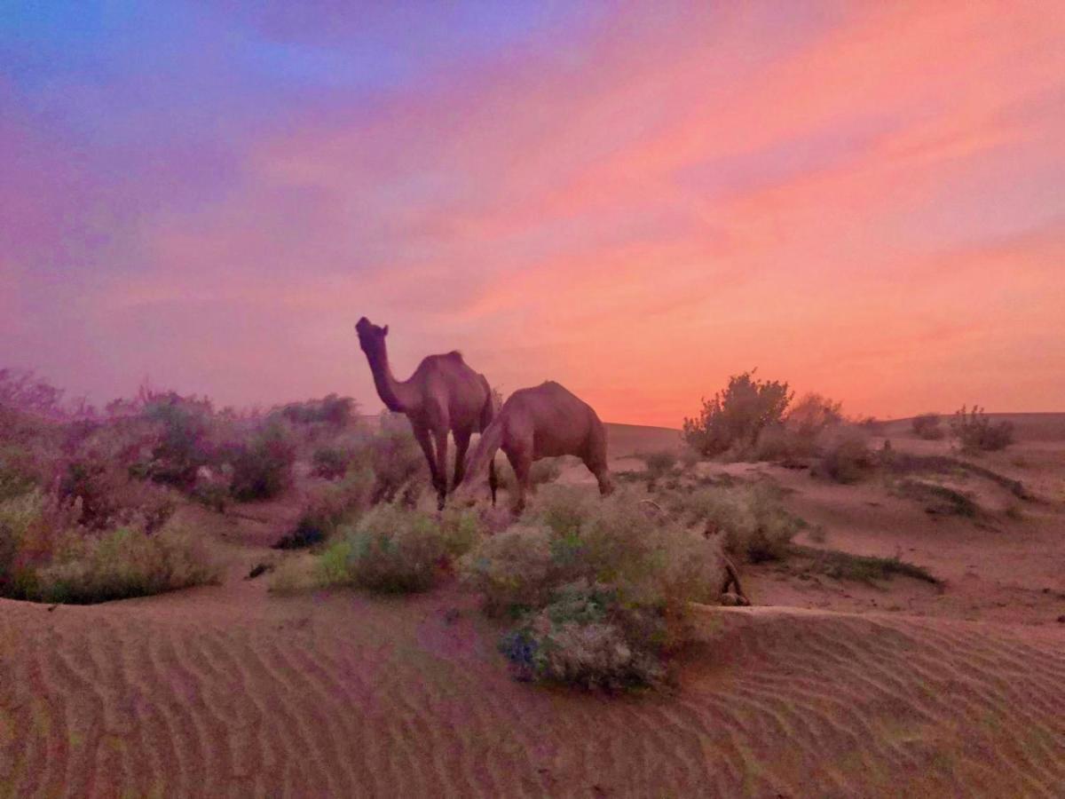 Hotel Desert Bloom Jaisalmer Εξωτερικό φωτογραφία